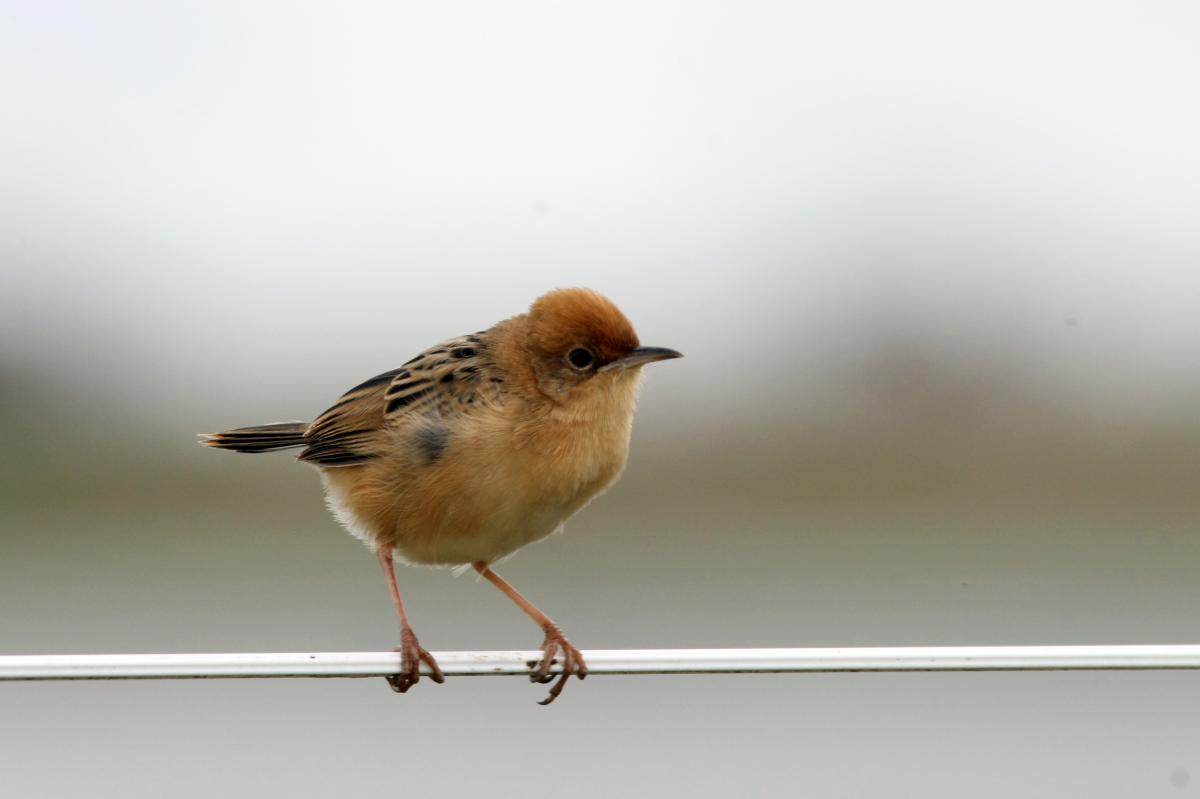 Golden-headed Cisticola (Cisticola exilis)