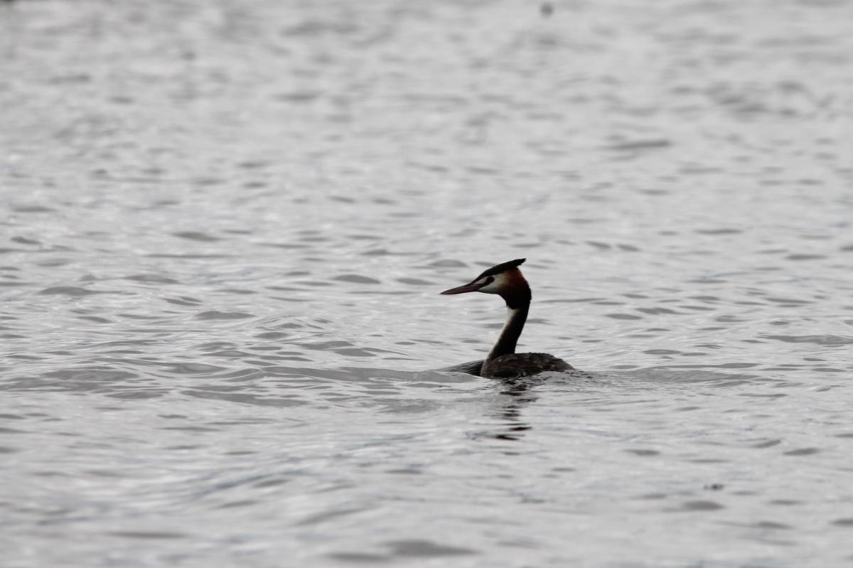 Great Crested Grebe (Podiceps cristatus)