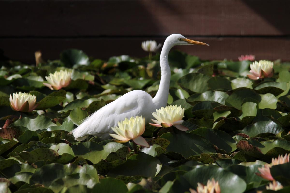 Great Egret (Ardea alba)