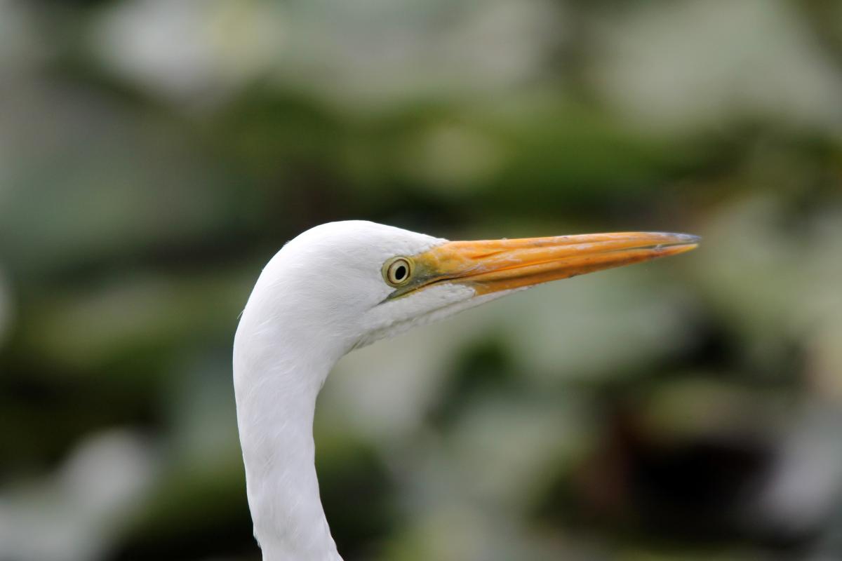 Great Egret (Ardea alba)