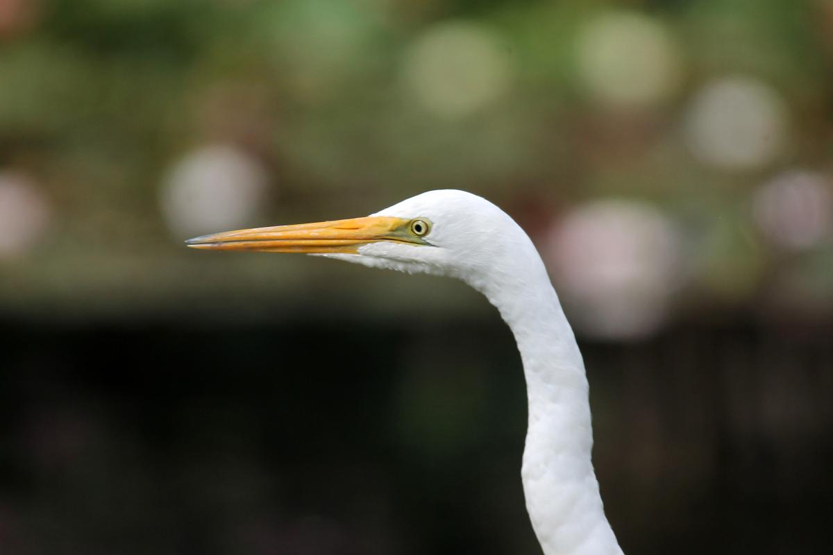 Great Egret (Ardea alba)