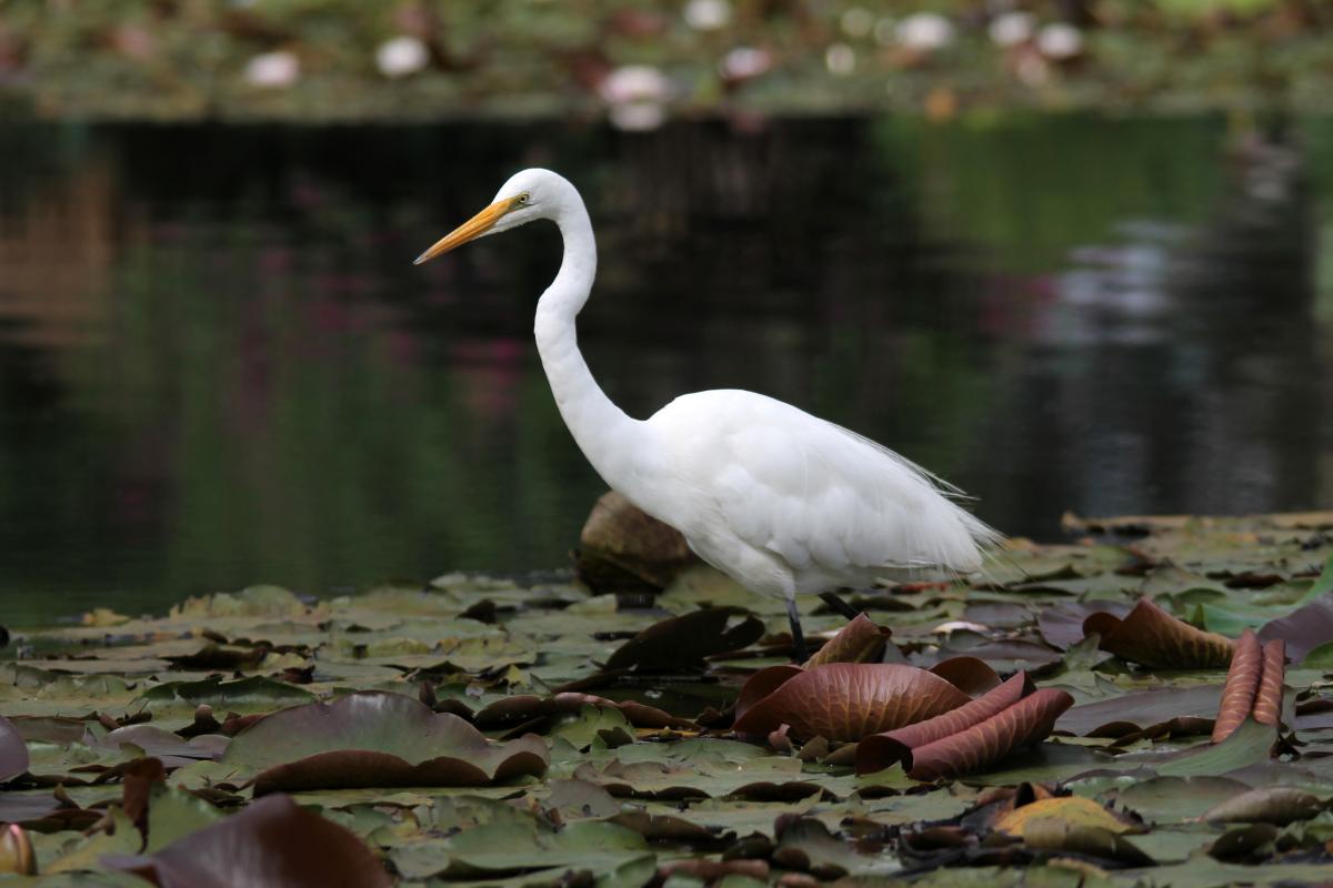 Great Egret (Ardea alba)