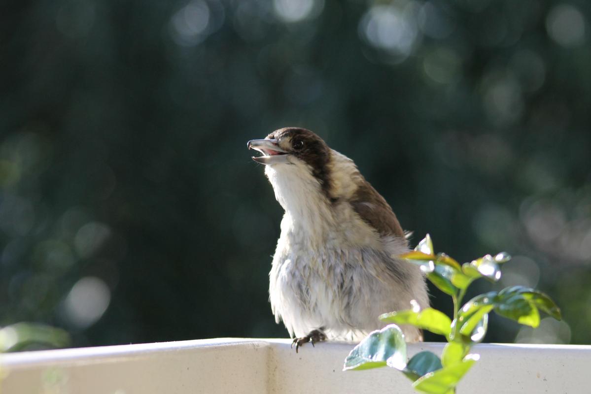 Grey Butcherbird (Cracticus torquatus)