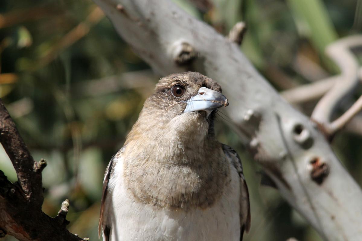 Grey Butcherbird (Cracticus torquatus)