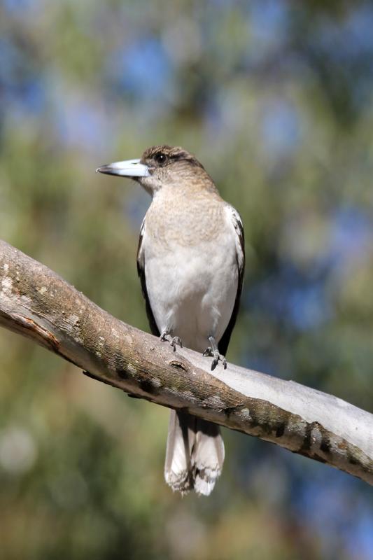 Grey Butcherbird (Cracticus torquatus)