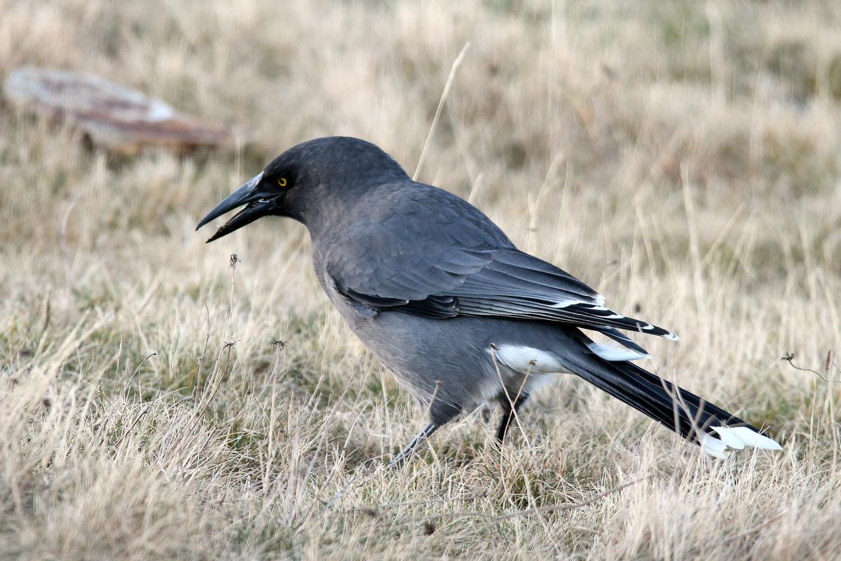 Grey Currawong (Strepera versicolor)