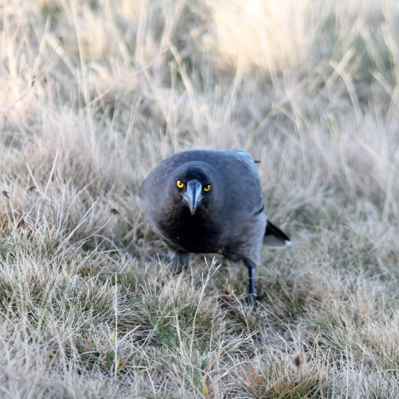 Grey Currawong (Strepera versicolor)