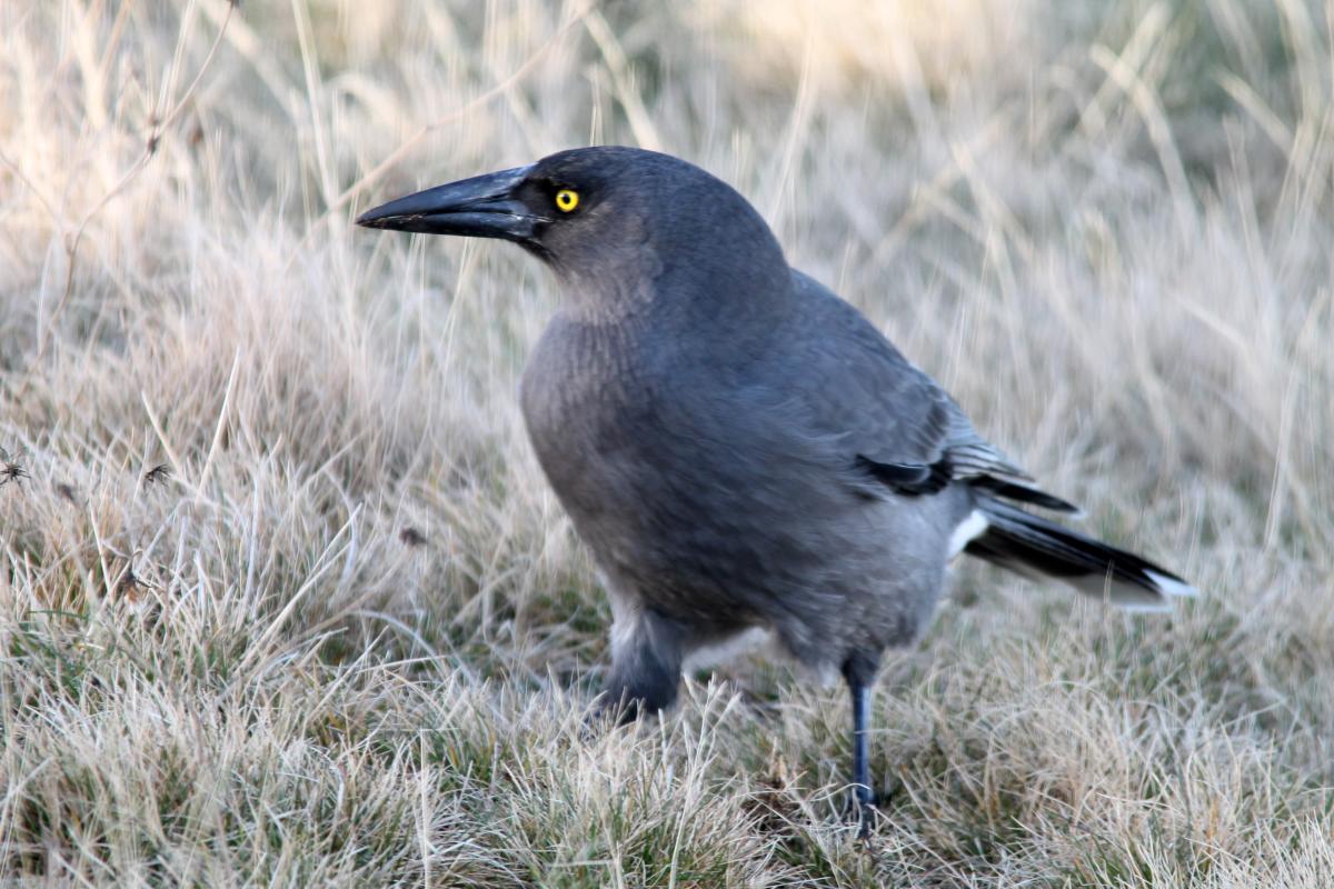 Grey Currawong (Strepera versicolor)