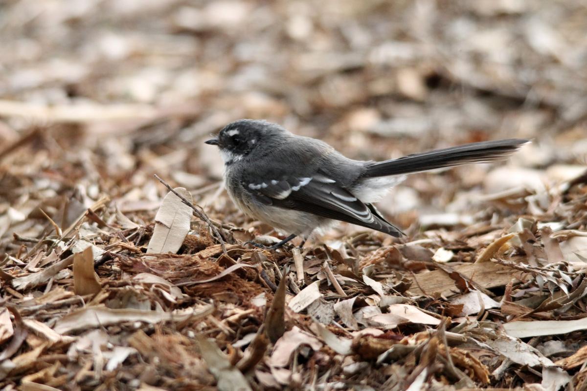 Grey Fantail (Rhipidura albiscapa)