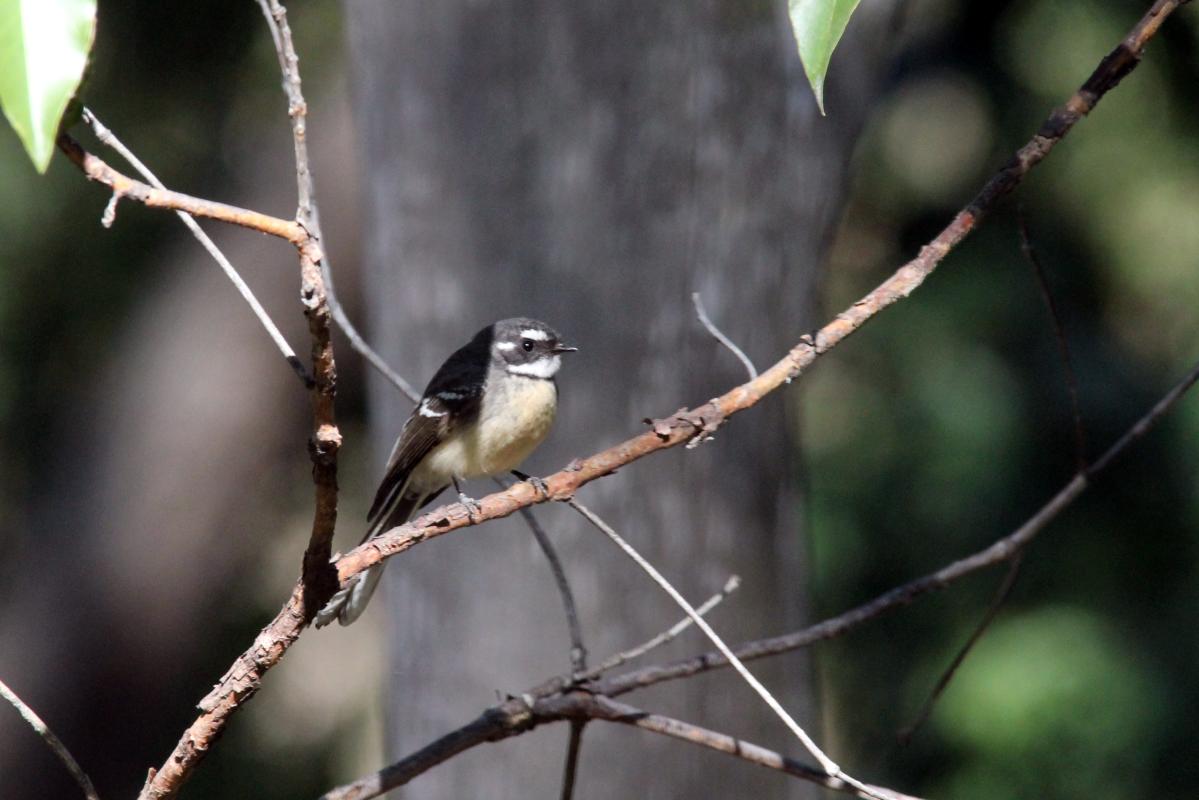 Grey Fantail (Rhipidura albiscapa)