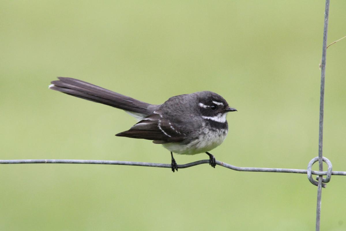 Grey Fantail (Rhipidura albiscapa)