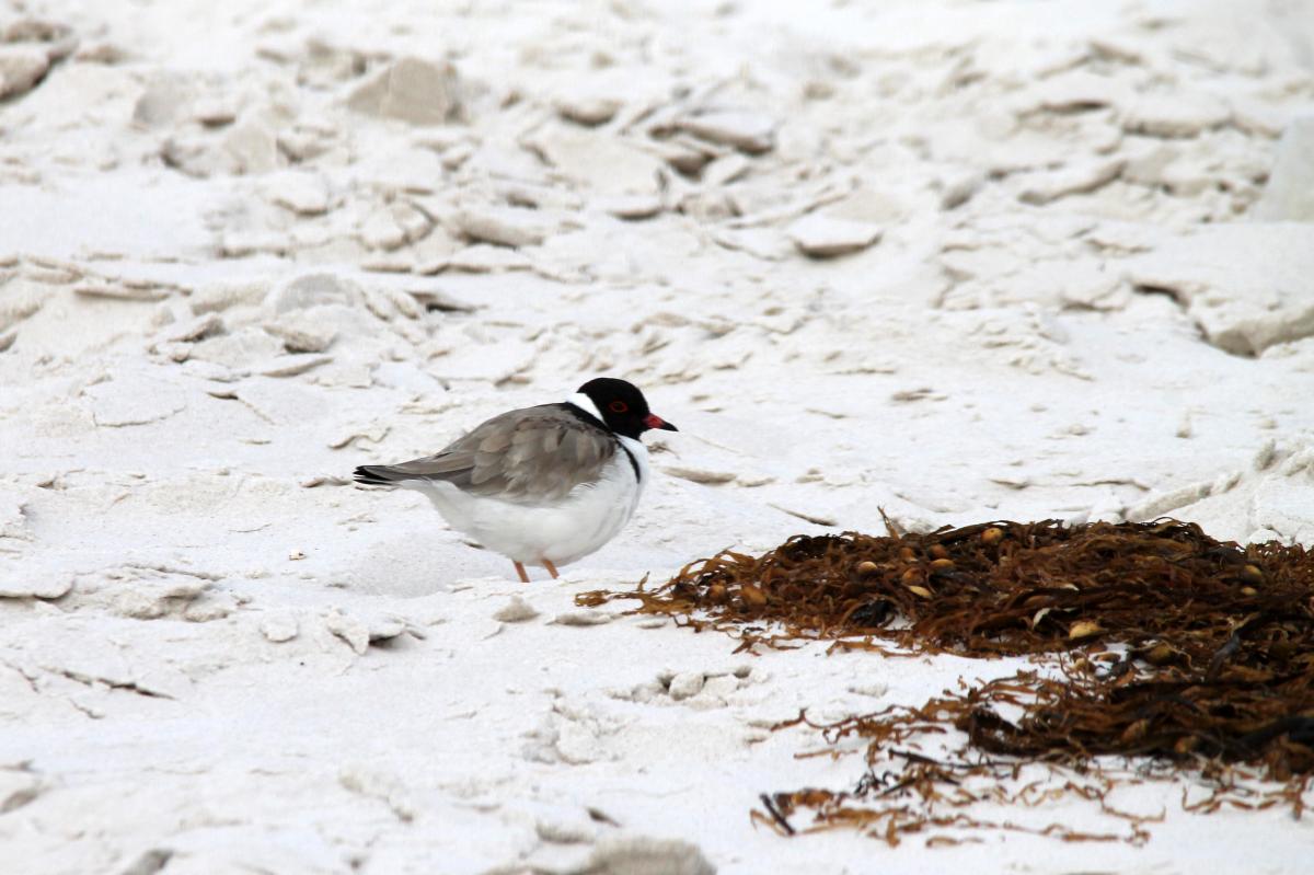 Hooded Plover (Thinornis rubricollis)