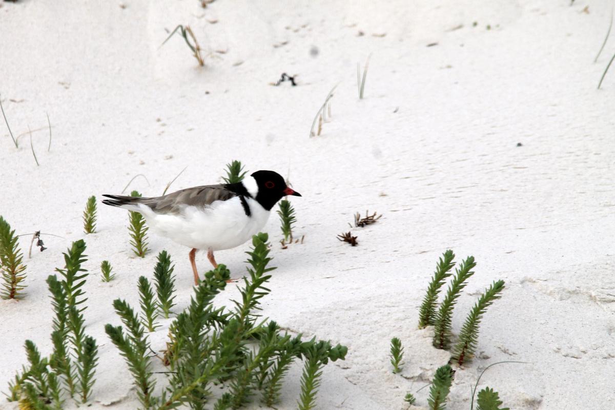 Hooded Plover (Thinornis rubricollis)