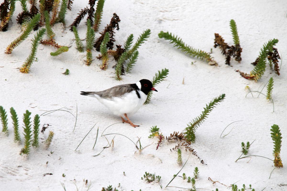 Hooded Plover (Thinornis rubricollis)