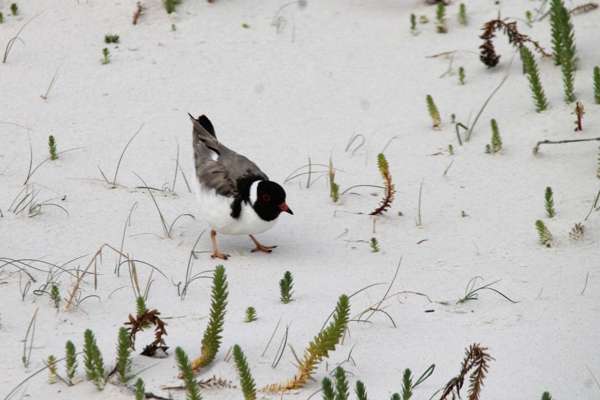 Hooded Plover (Thinornis rubricollis)