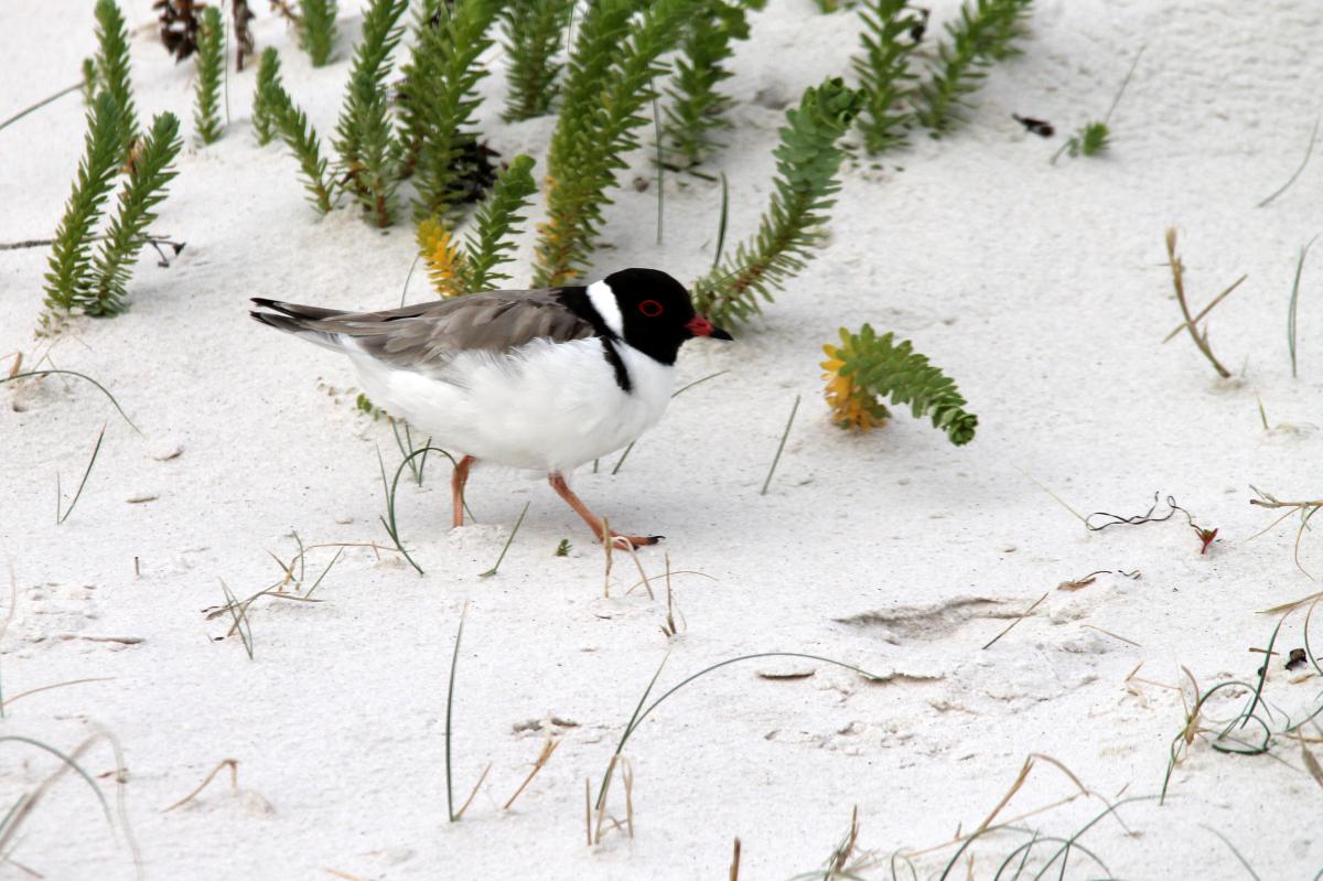 Hooded Plover (Thinornis rubricollis)