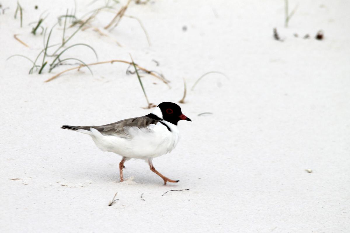 Hooded Plover (Thinornis rubricollis)