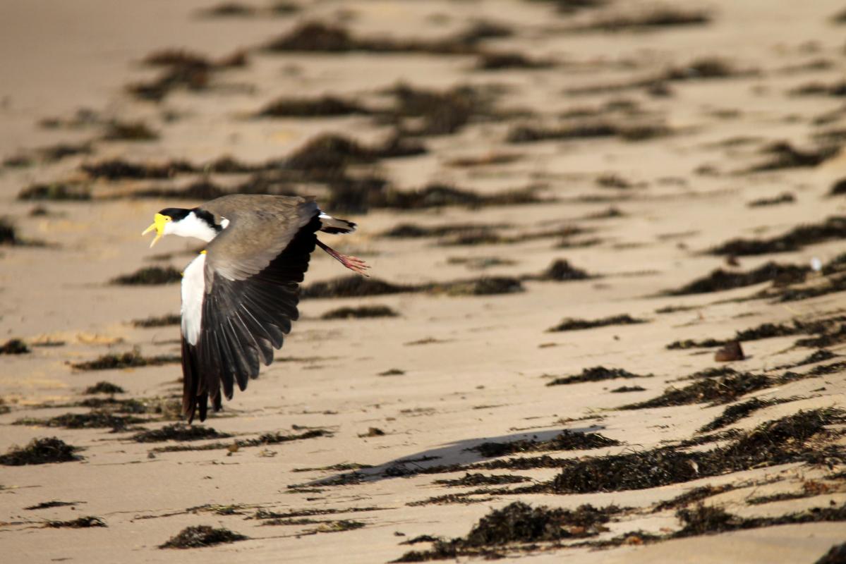 Masked Lapwing (Vanellus miles)