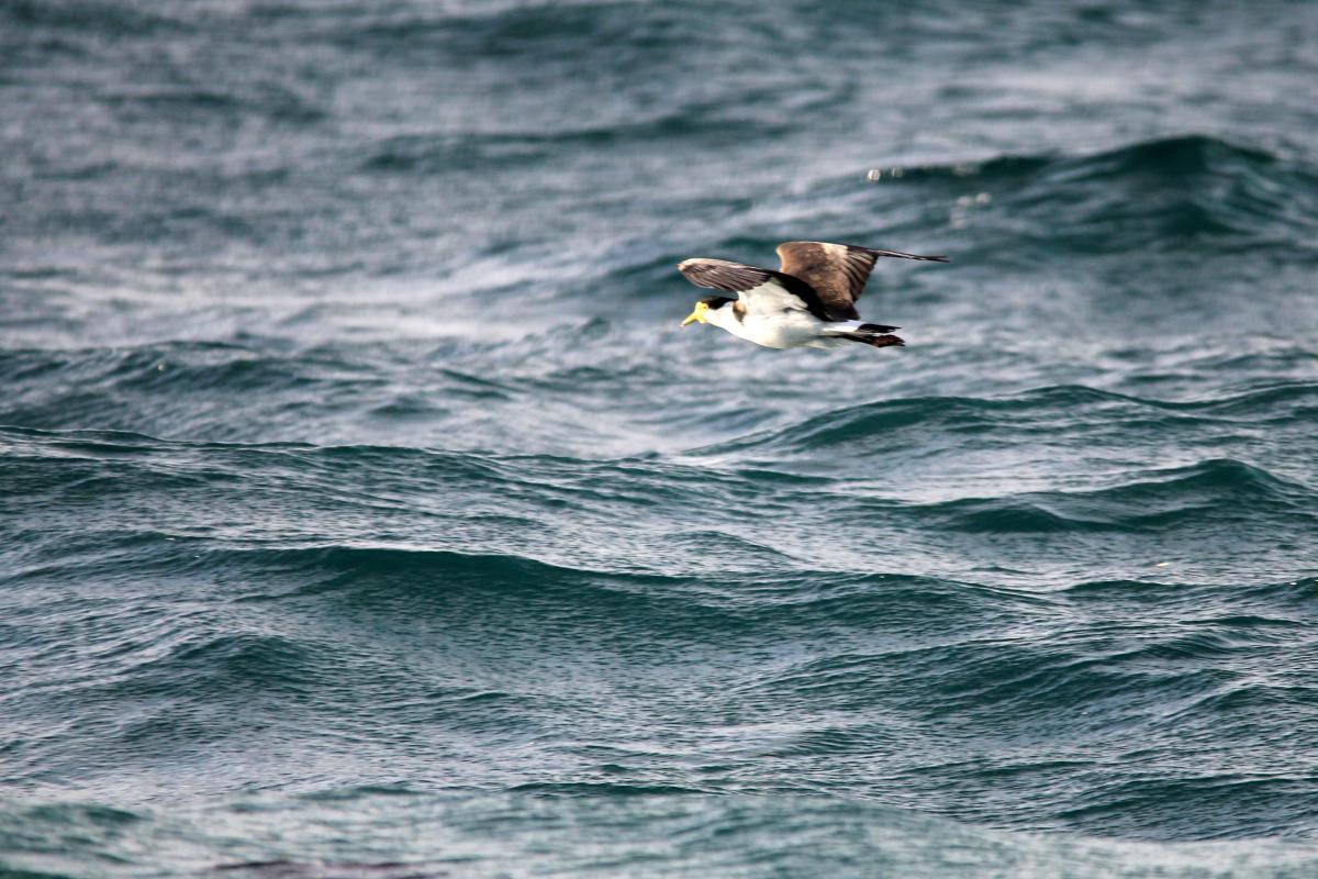 Masked Lapwing (Vanellus miles)