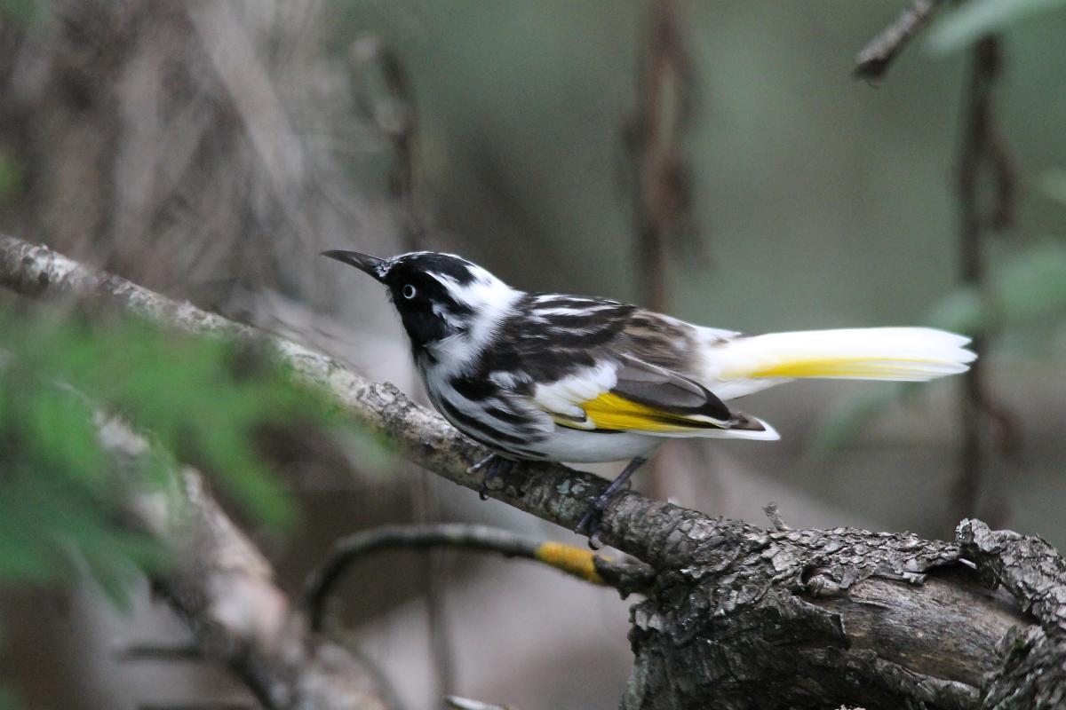 New Holland Honeyeater (Phylidonyris novaehollandiae)