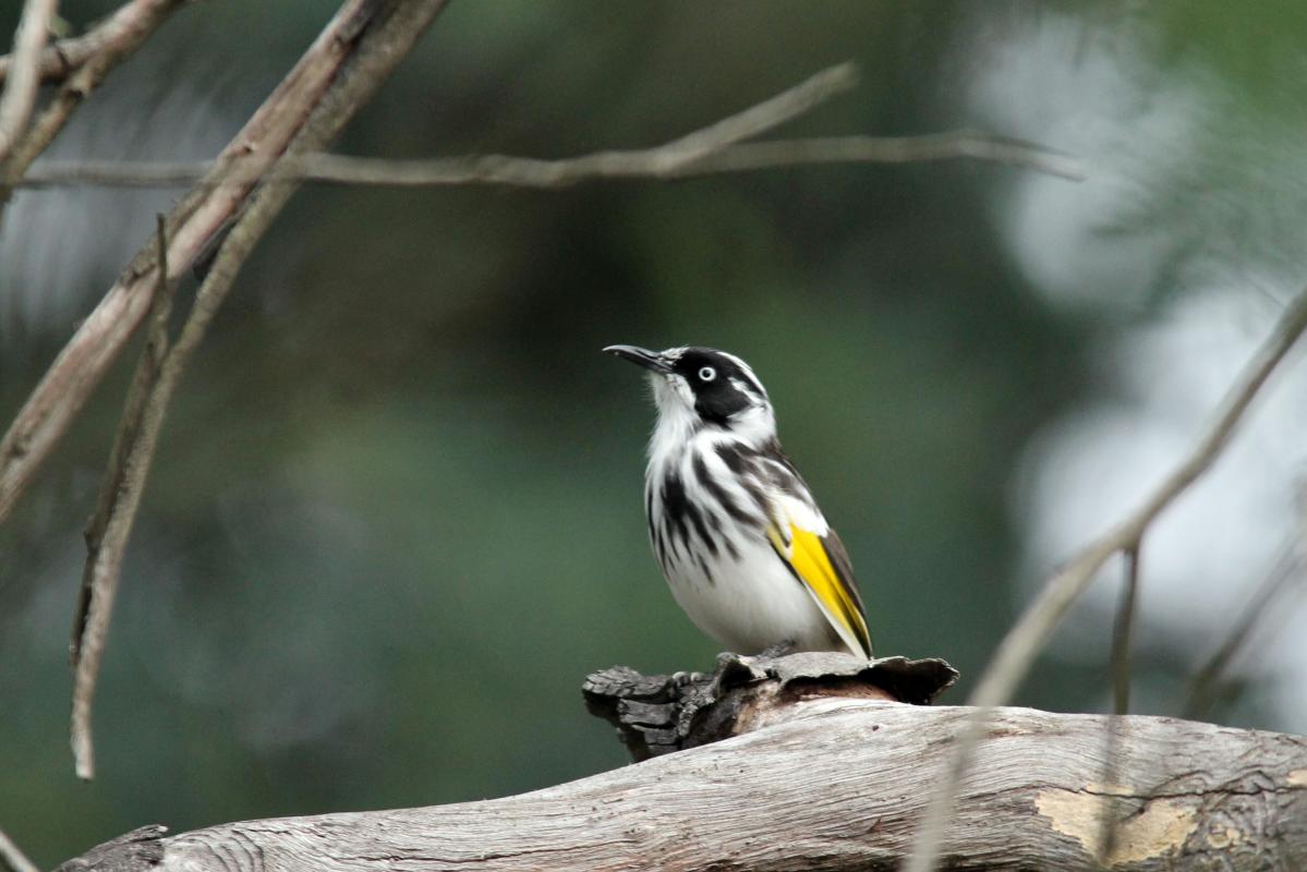 New Holland Honeyeater (Phylidonyris novaehollandiae)