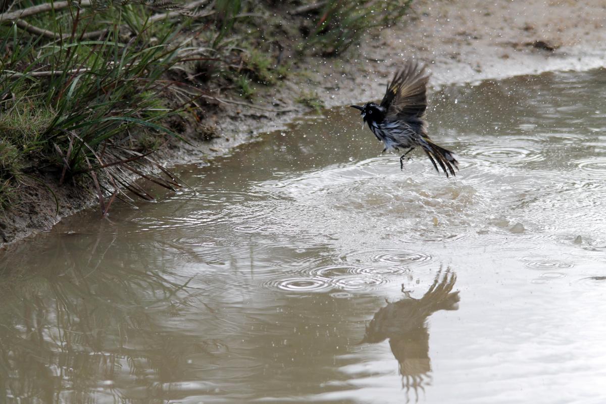 New Holland Honeyeater (Phylidonyris novaehollandiae)