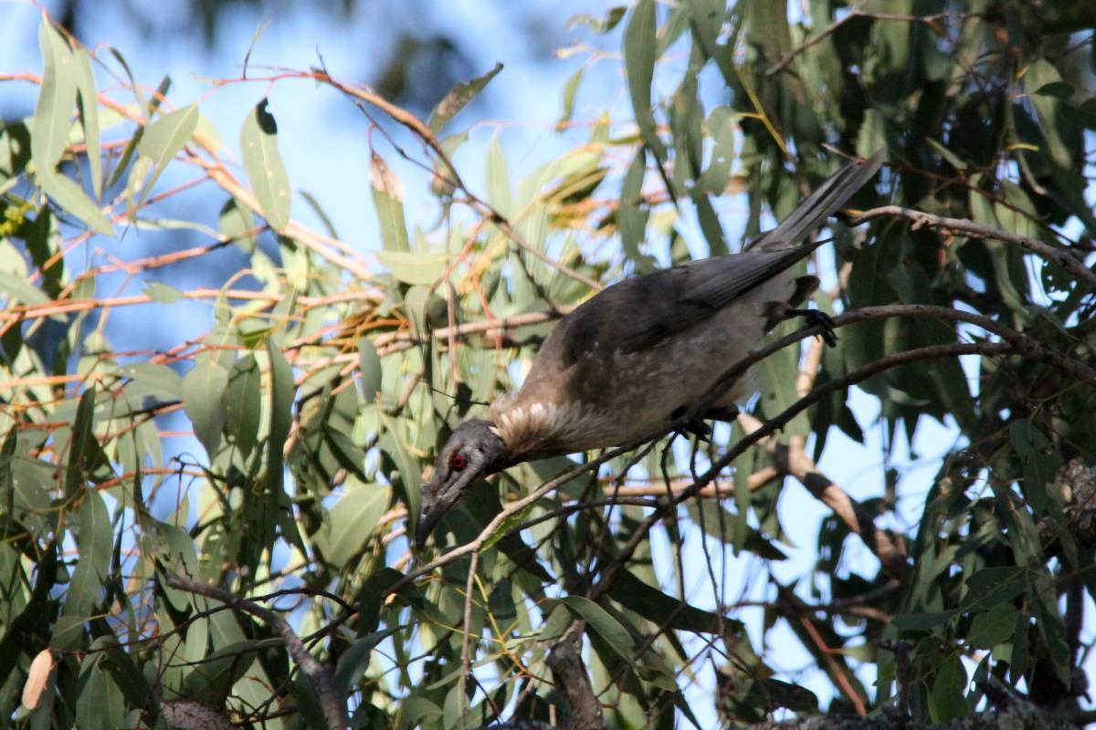 Noisy Friarbird (Philemon corniculatus)