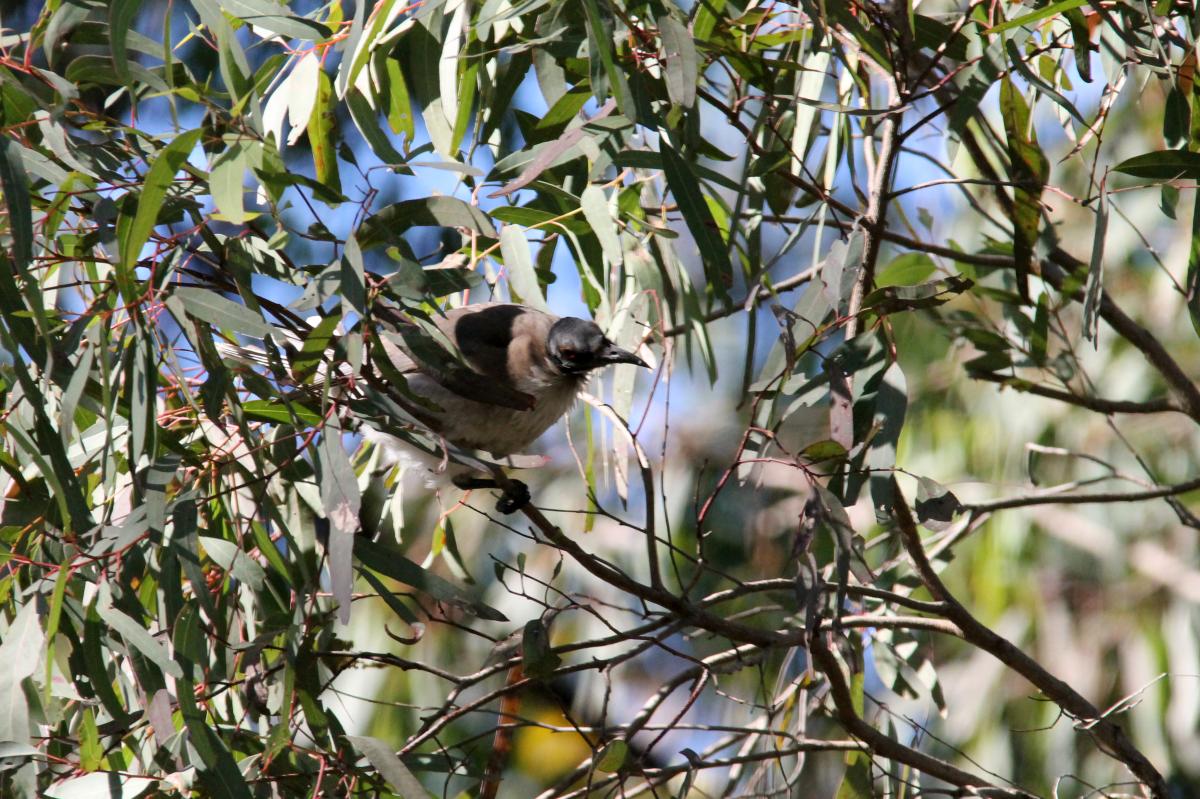 Noisy Friarbird (Philemon corniculatus)