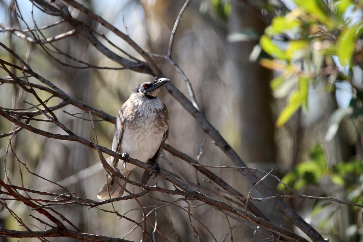 Noisy Friarbird (Philemon corniculatus)