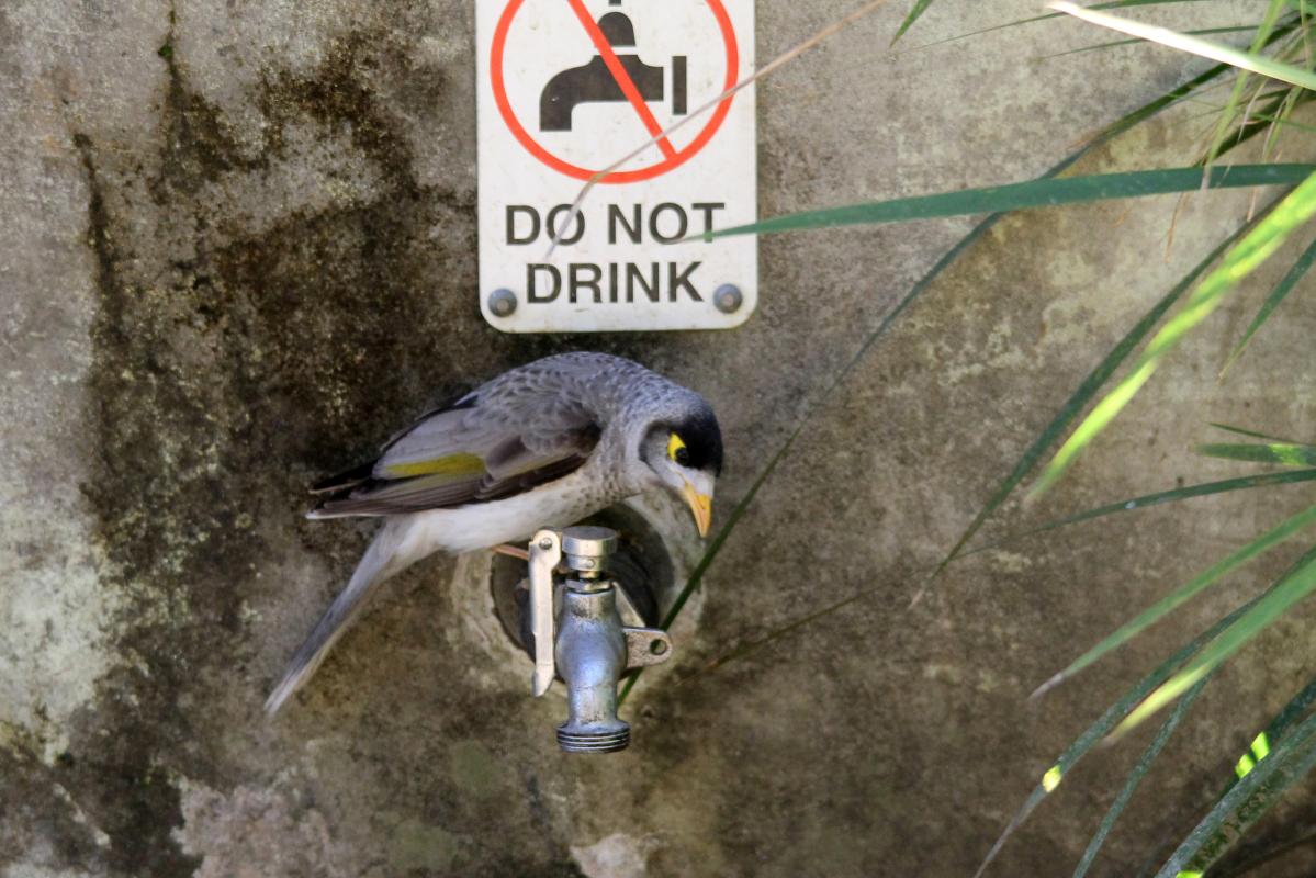 Noisy Miner (Manorina melanocephala)