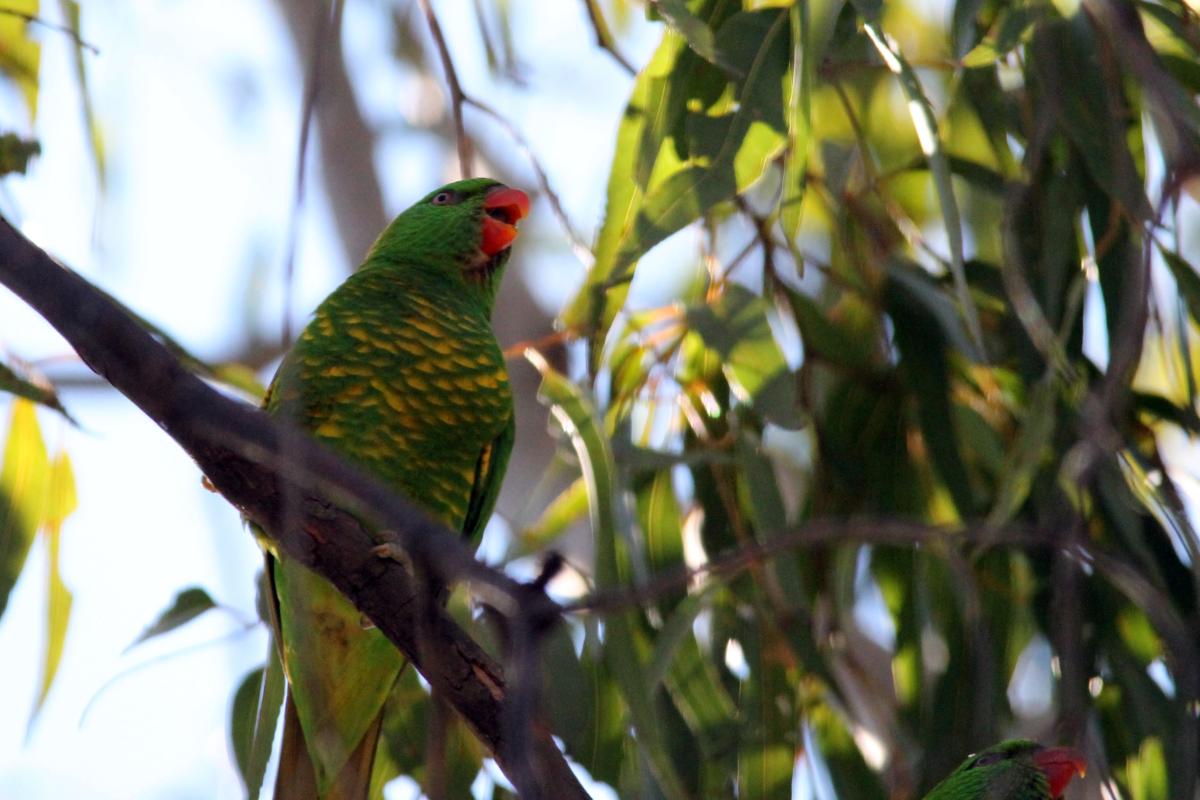 Scaly-breasted Lorikeet (Trichoglossus chlorolepidotus)