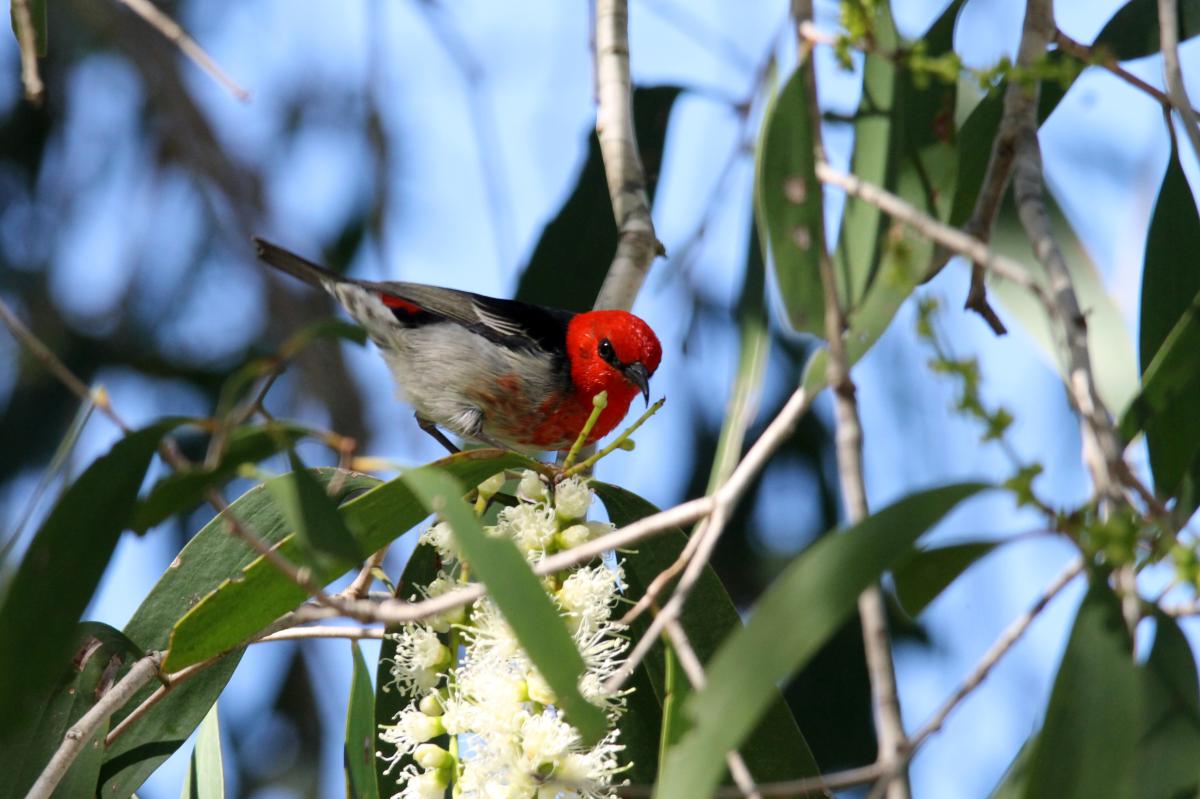 Scarlet honeyeater (Myzomela sanguinolenta)