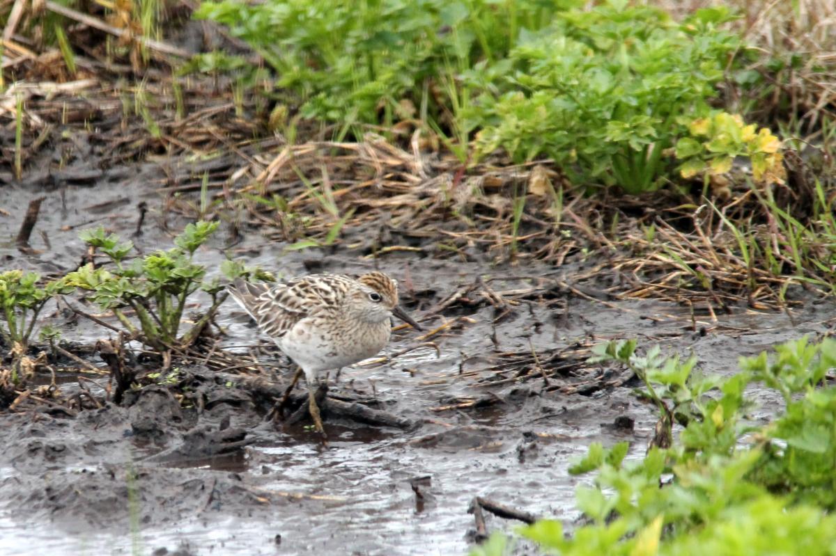 Sharp-tailed Sandpiper (Calidris acuminata)