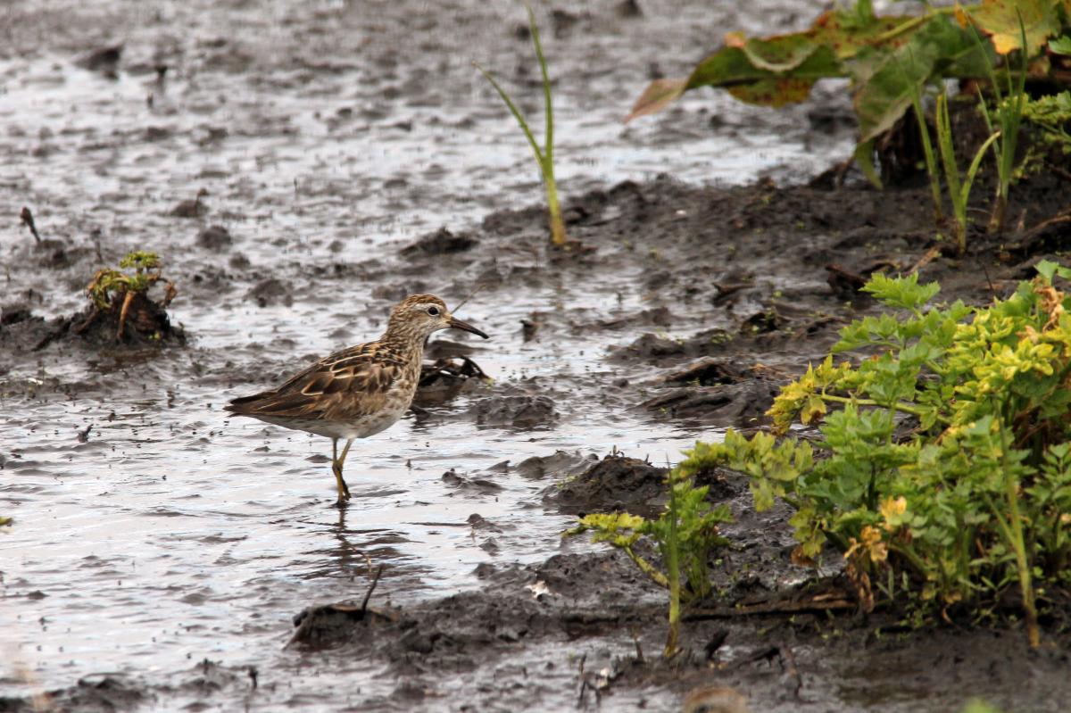 Sharp-tailed Sandpiper (Calidris acuminata)