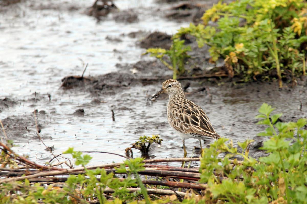 Sharp-tailed Sandpiper (Calidris acuminata)