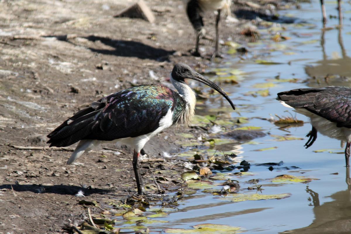 Straw-necked Ibis (Threskiornis spinicollis)