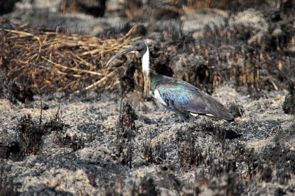 Straw-necked Ibis (Threskiornis spinicollis)