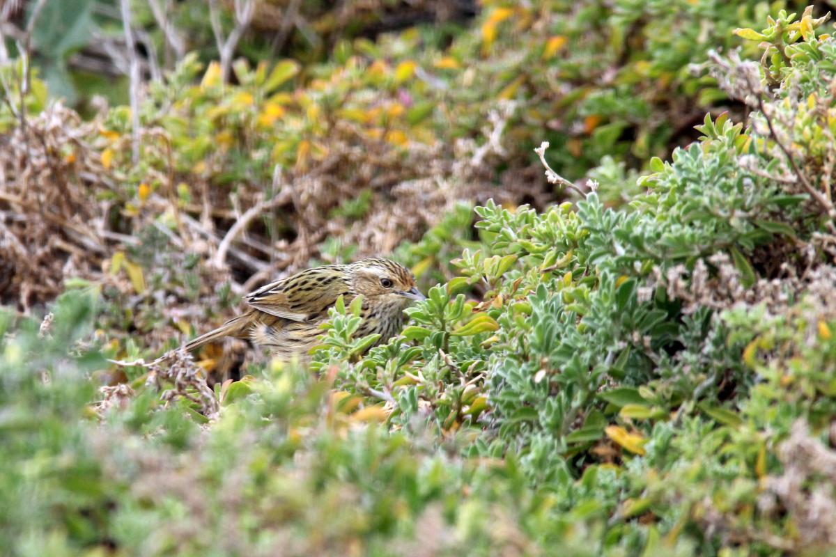 Striated fieldwren (Calamanthus fuliginosus)