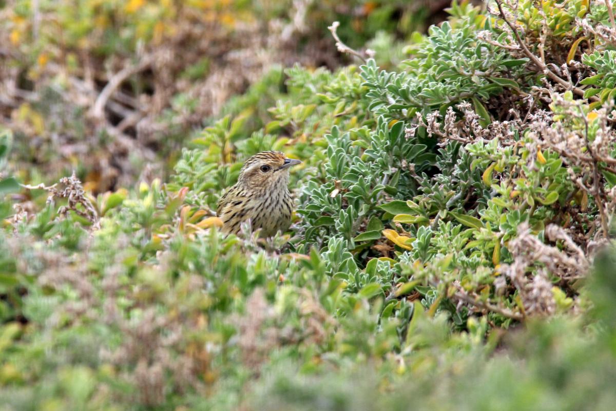 Striated fieldwren (Calamanthus fuliginosus)