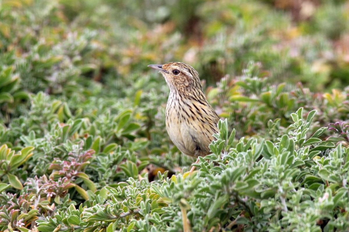 Striated fieldwren (Calamanthus fuliginosus)