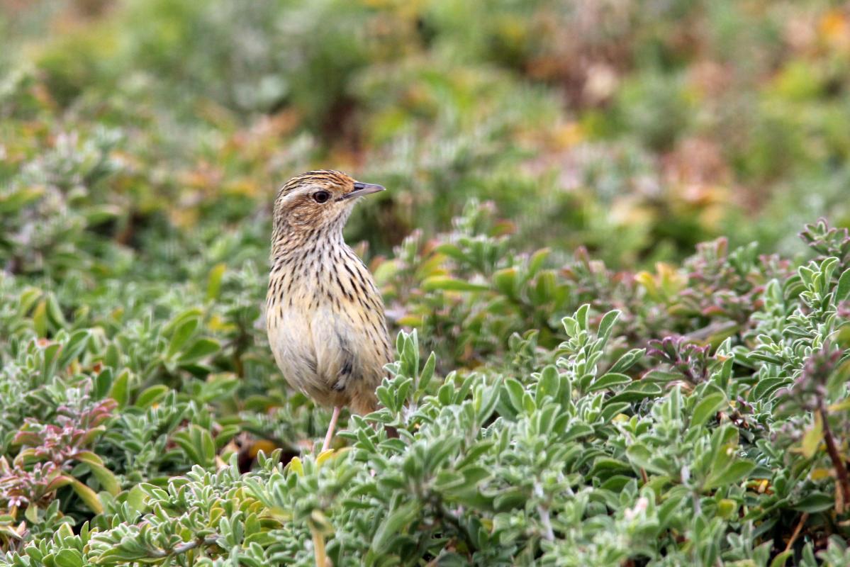 Striated fieldwren (Calamanthus fuliginosus)