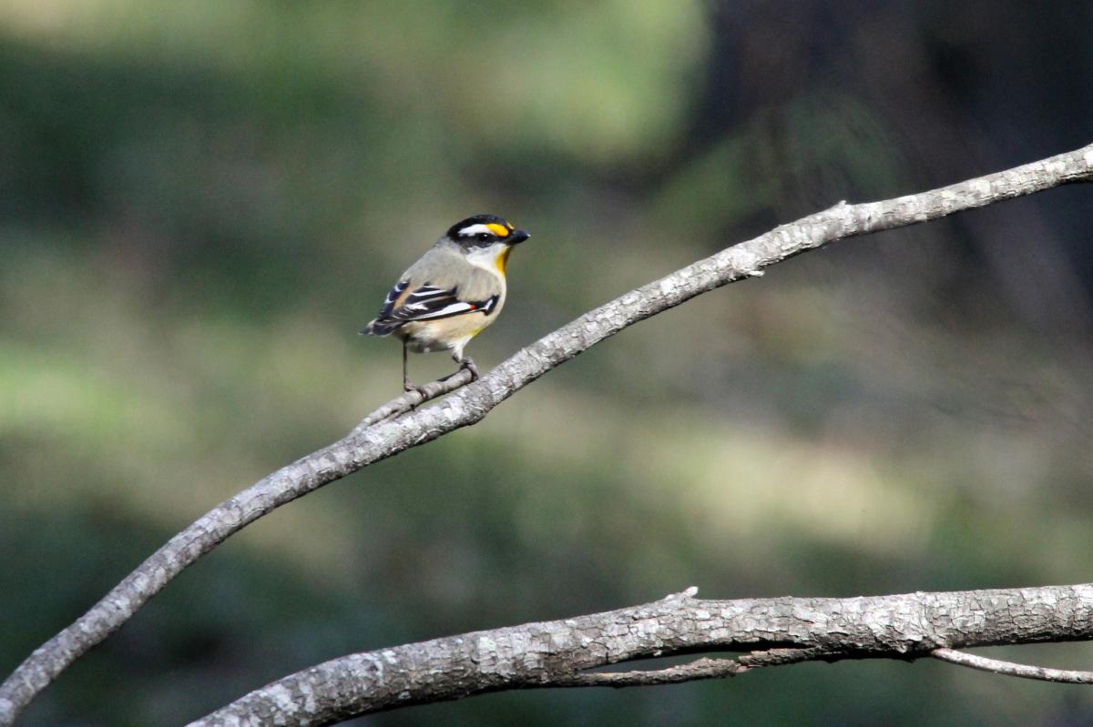 Striated Pardalote (Pardalotus striatus)