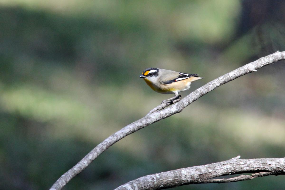 Striated Pardalote (Pardalotus striatus)