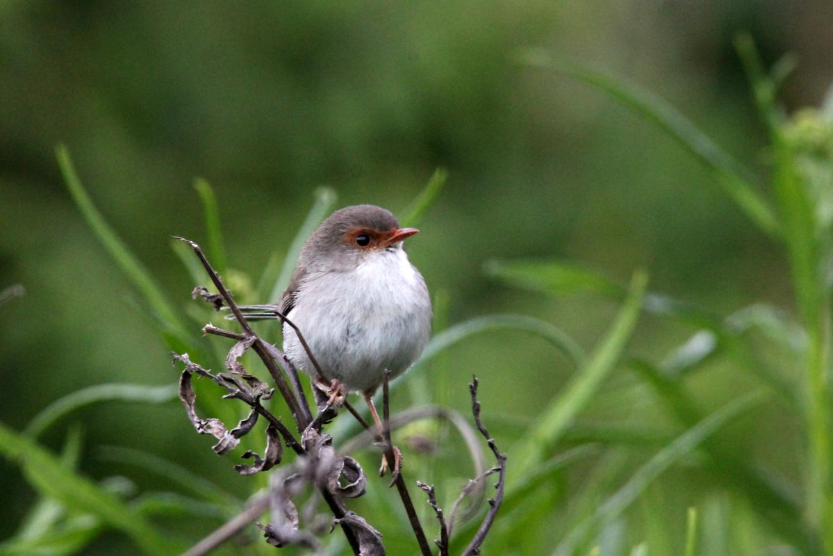 Superb Fairywren (Malurus cyaneus)