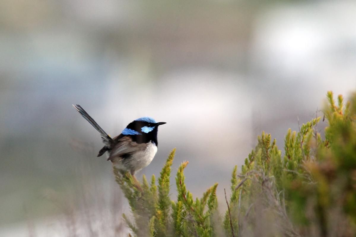 Superb Fairywren (Malurus cyaneus)