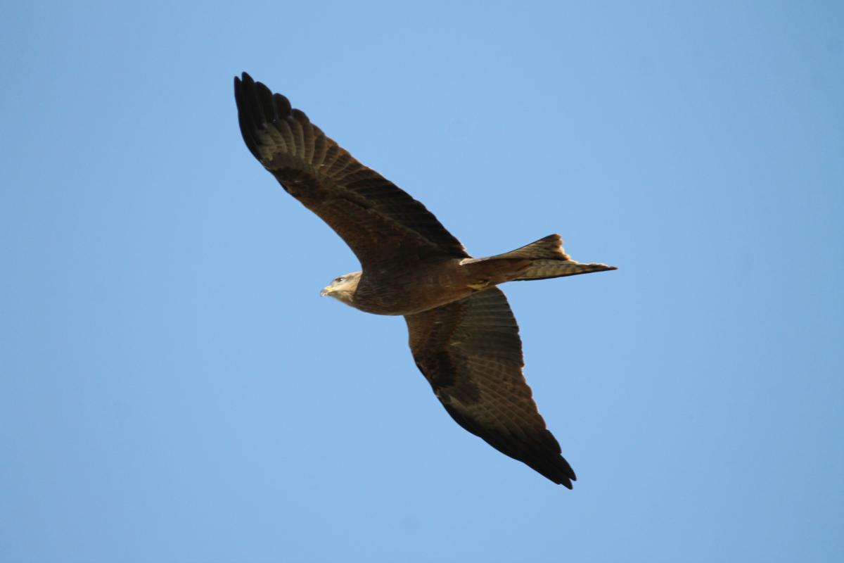 Swamp Harrier (Circus approximans)