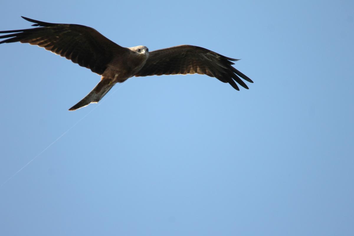 Swamp Harrier (Circus approximans)