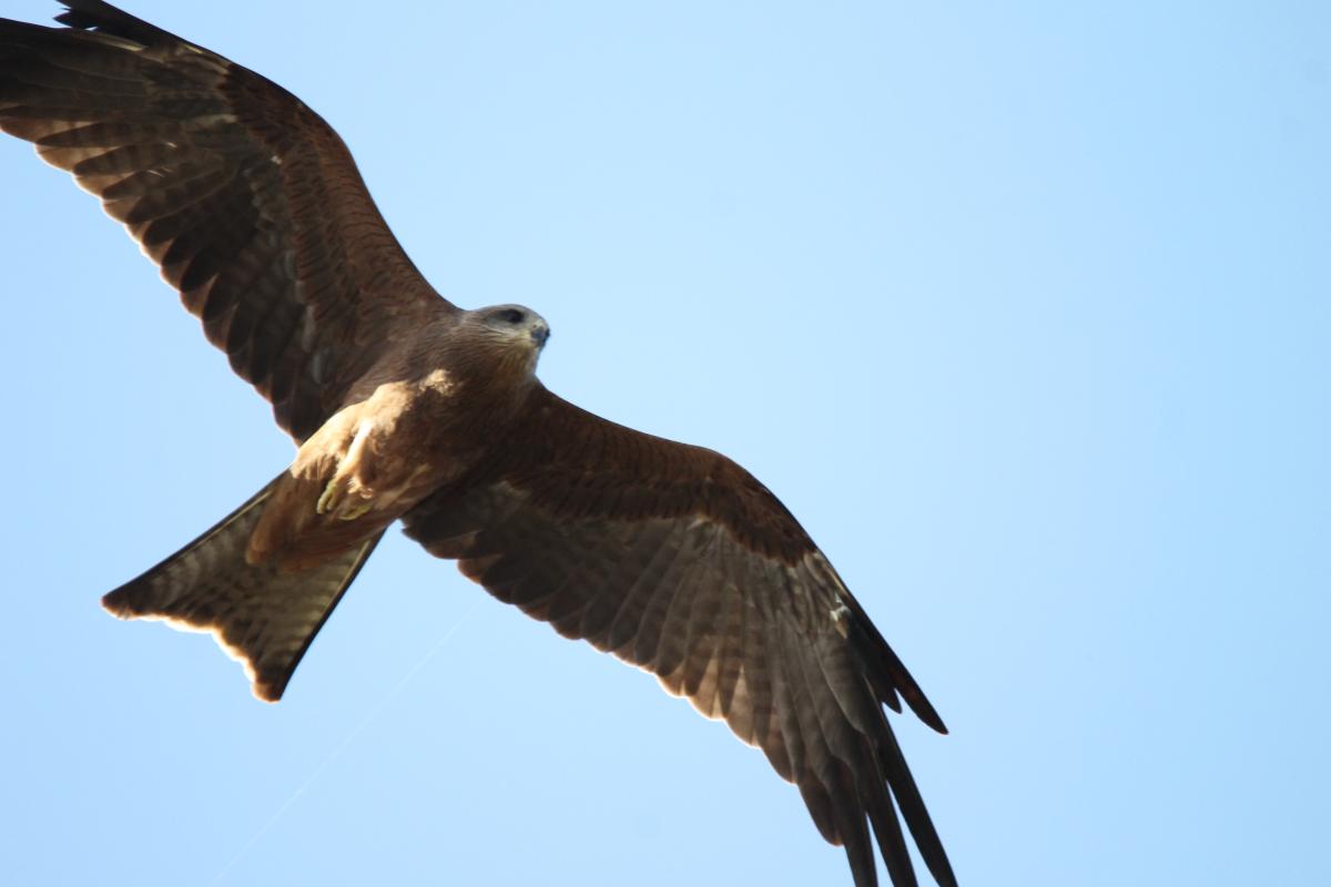 Swamp Harrier (Circus approximans)