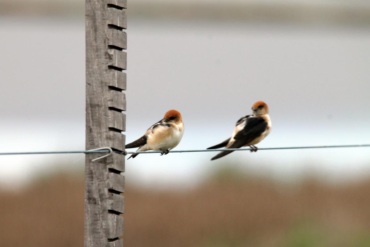 Welcome Swallow (Hirundo neoxena)