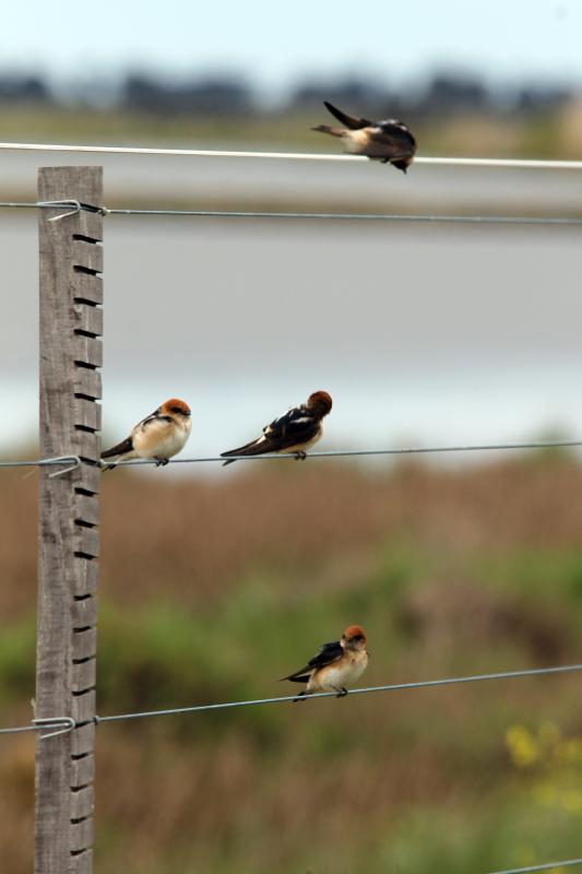 Welcome Swallow (Hirundo neoxena)